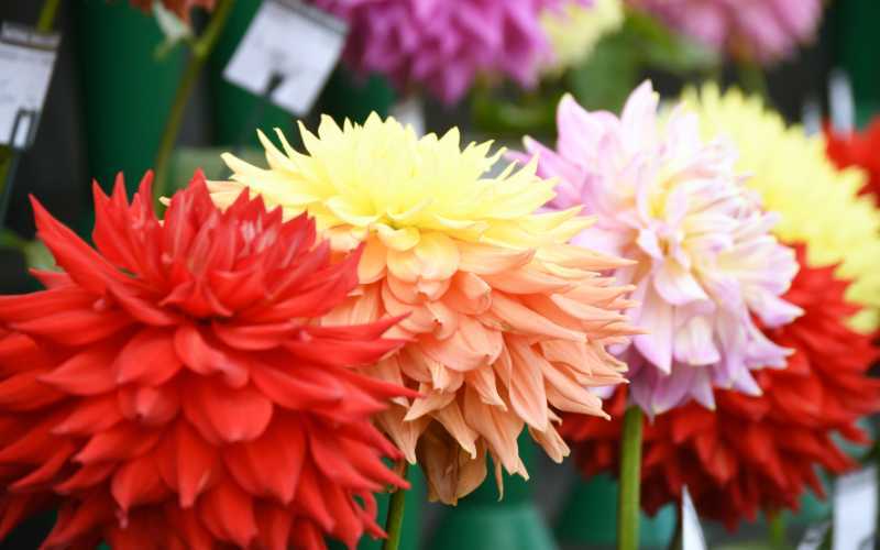 Flowers.jpg